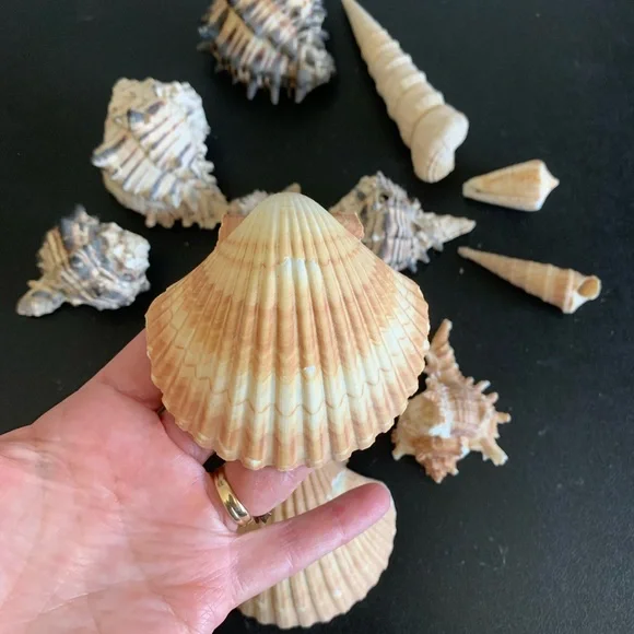 Assorted shells from San Felipe - Picture 4 of 10